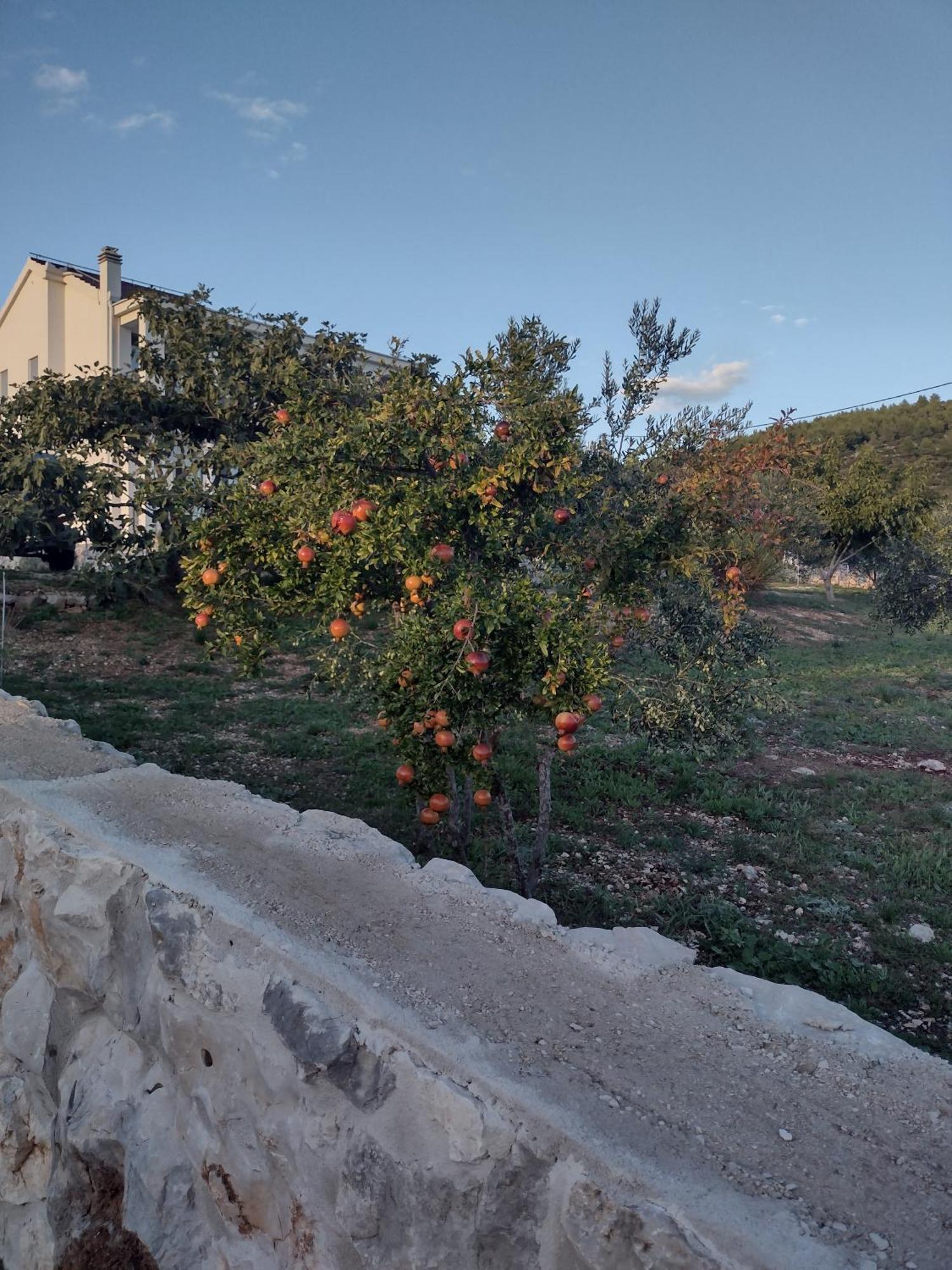 Apartment Olea Marina Dış mekan fotoğraf